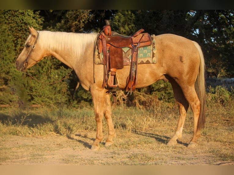 Quarter horse américain Hongre 12 Ans 155 cm Palomino in Rusk TX