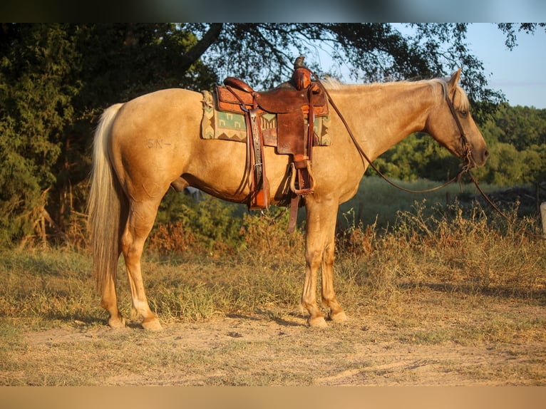 Quarter horse américain Hongre 12 Ans 155 cm Palomino in Rusk TX