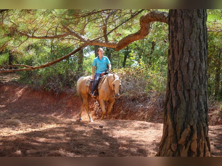Quarter horse américain Hongre 12 Ans 155 cm Palomino in Rusk TX