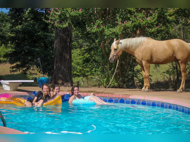 Quarter horse américain Hongre 12 Ans 155 cm Palomino in Rusk TX