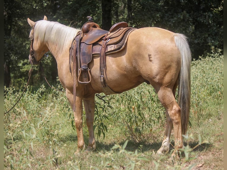 Quarter horse américain Hongre 12 Ans 155 cm Palomino in Rusk TX