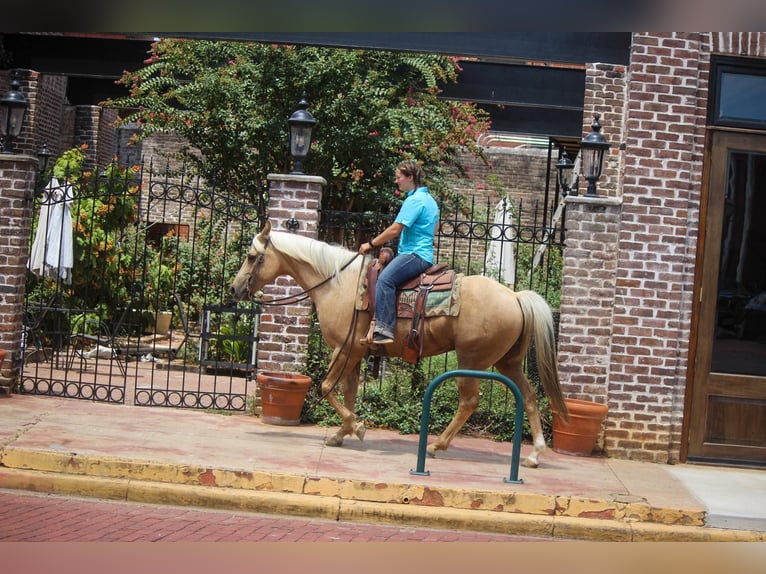 Quarter horse américain Hongre 12 Ans 155 cm Palomino in Rusk TX