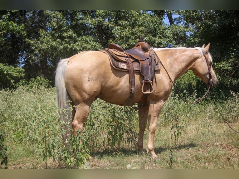 Quarter horse américain Hongre 12 Ans 155 cm Palomino in Rusk TX