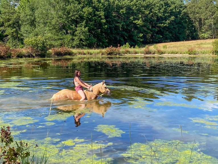 Quarter horse américain Hongre 12 Ans 155 cm Palomino in Rusk TX