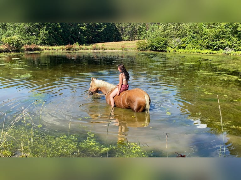 Quarter horse américain Hongre 12 Ans 155 cm Palomino in Rusk TX
