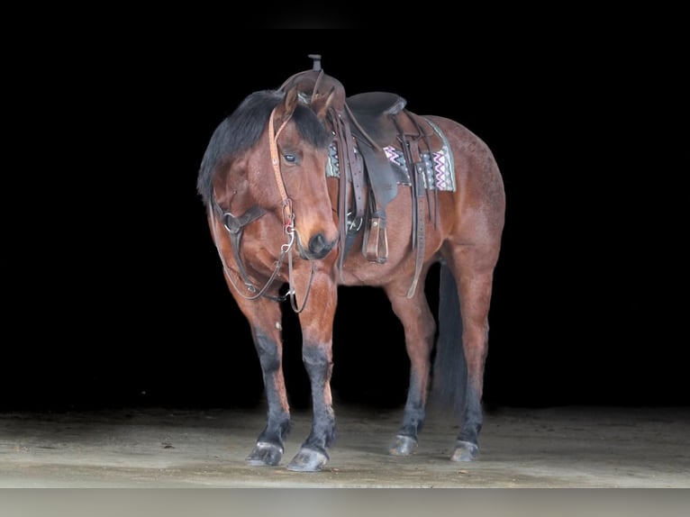 Quarter horse américain Hongre 12 Ans 155 cm Roan-Bay in Clarion