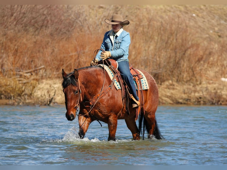 Quarter horse américain Hongre 12 Ans 155 cm Roan-Bay in Clarion
