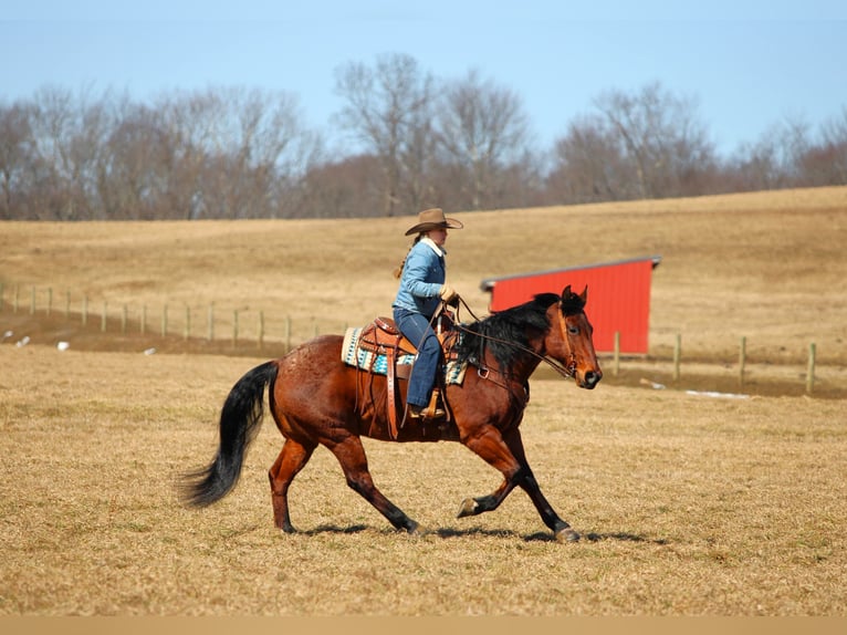 Quarter horse américain Hongre 12 Ans 155 cm Roan-Bay in Clarion