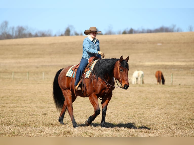 Quarter horse américain Hongre 12 Ans 155 cm Roan-Bay in Clarion