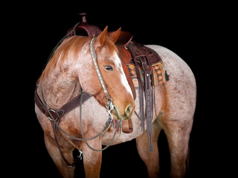 Quarter horse américain Hongre 12 Ans 155 cm Rouan Rouge in Clarion