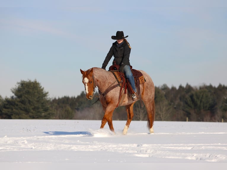 Quarter horse américain Hongre 12 Ans 155 cm Rouan Rouge in Clarion