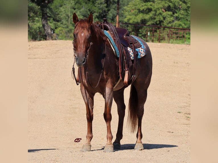 Quarter horse américain Hongre 12 Ans 155 cm Rouan Rouge in Graham TX