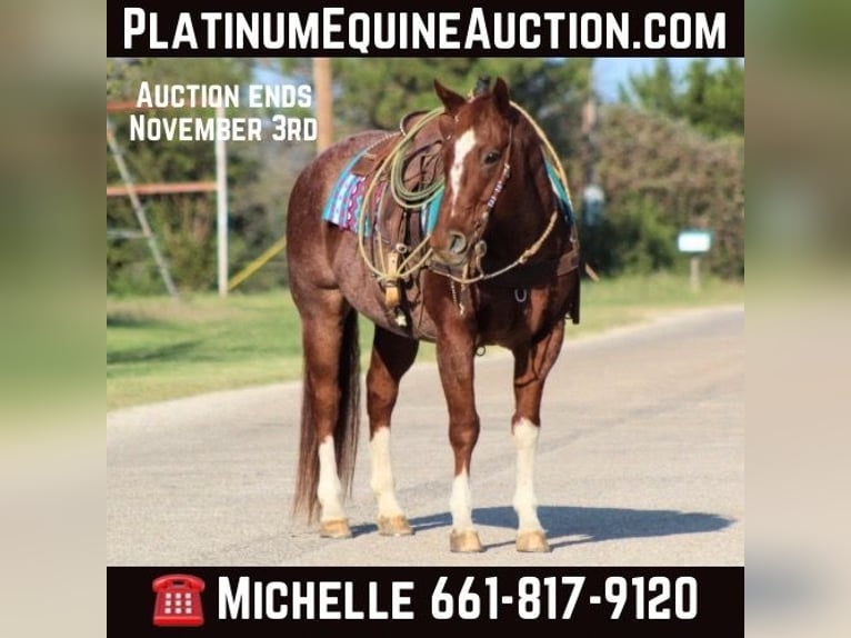 Quarter horse américain Hongre 12 Ans 155 cm Rouan Rouge in Stephenville TX