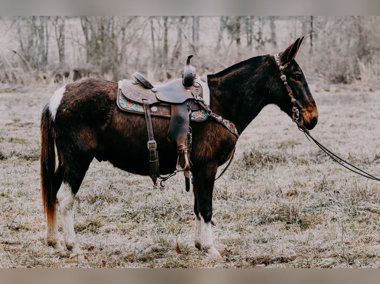 Quarter horse américain Hongre 12 Ans 155 cm Tobiano-toutes couleurs in Hillsboro KY