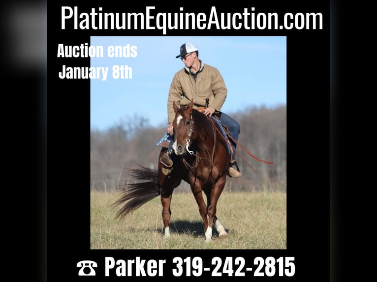 Quarter horse américain Hongre 12 Ans 157 cm Alezan cuivré in Brodhead Ky