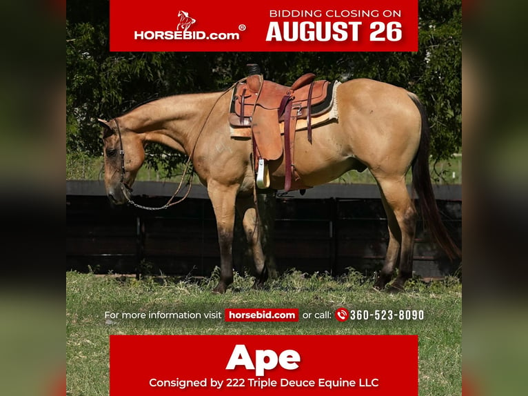 Quarter horse américain Hongre 12 Ans 157 cm Buckskin in Weatherford