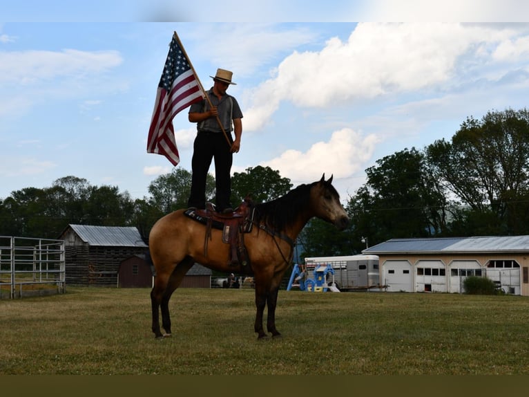 Quarter horse américain Hongre 12 Ans 157 cm Buckskin in Rebersburg, PA