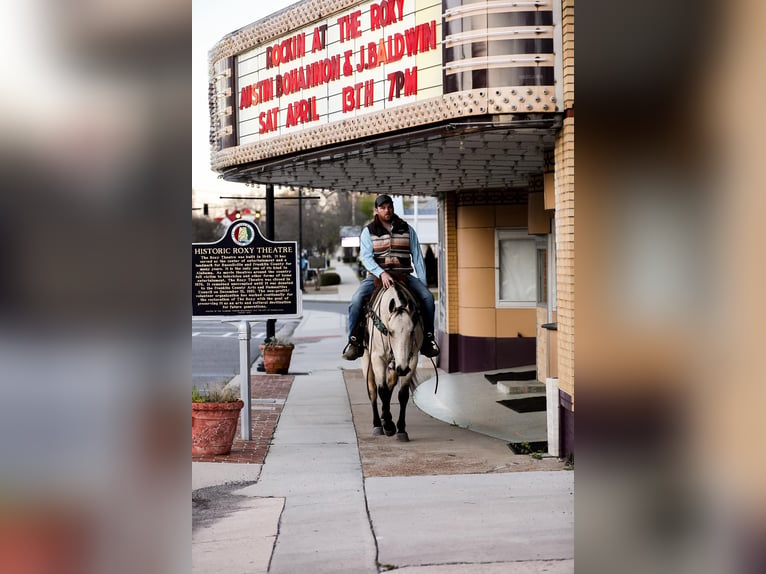 Quarter horse américain Hongre 12 Ans 157 cm Buckskin in SANTA FE, TN