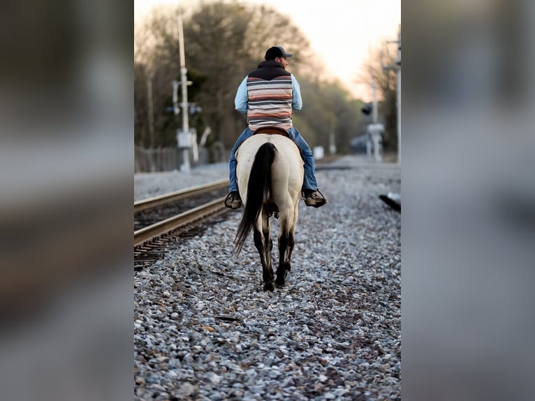 Quarter horse américain Hongre 12 Ans 157 cm Buckskin in SANTA FE, TN