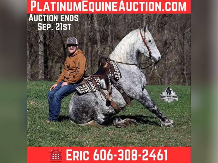 Quarter horse américain Hongre 12 Ans 157 cm Gris pommelé in Mount Vernon