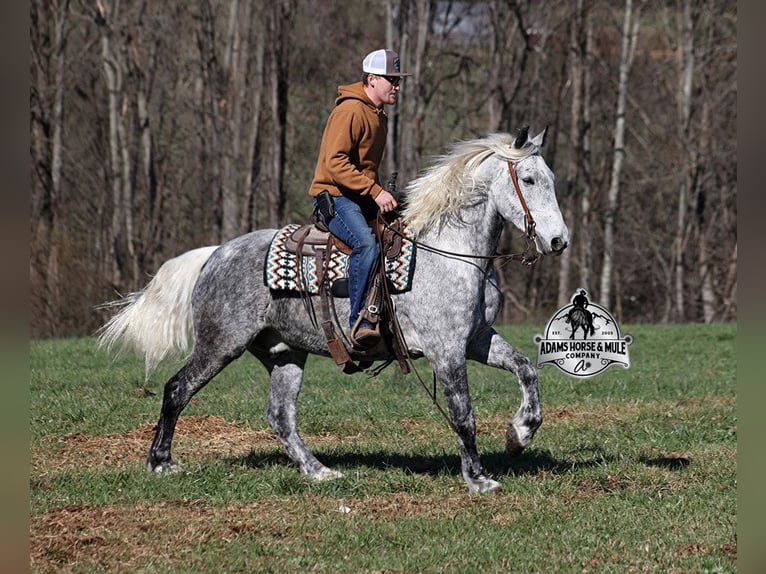 Quarter horse américain Hongre 12 Ans 157 cm Gris pommelé in Mount Vernon