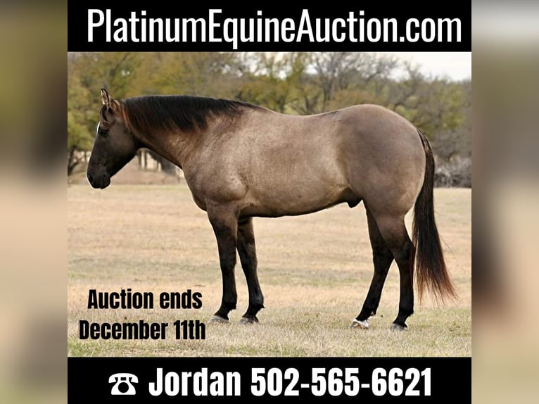 Quarter horse américain Hongre 12 Ans 157 cm Grullo in WEATHERFORD tx