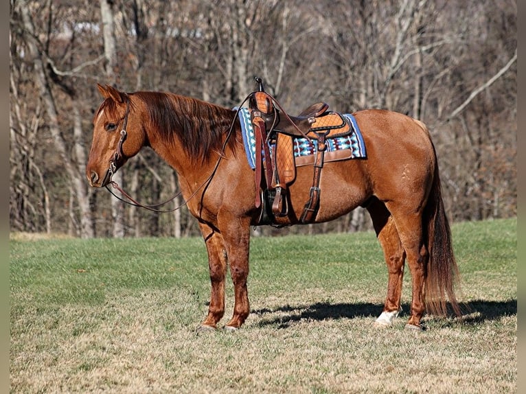 Quarter horse américain Hongre 12 Ans 157 cm Isabelle in Mount Vernon