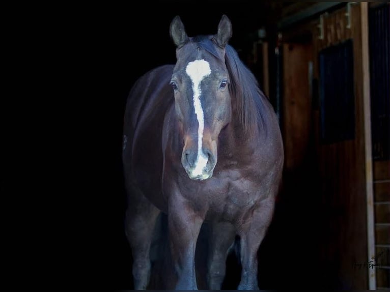 Quarter horse américain Hongre 12 Ans 157 cm Noir in Cherryville