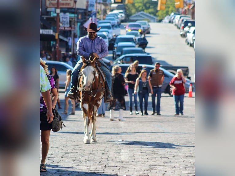 Quarter horse américain Hongre 12 Ans 157 cm Overo-toutes couleurs in Stephenville TX