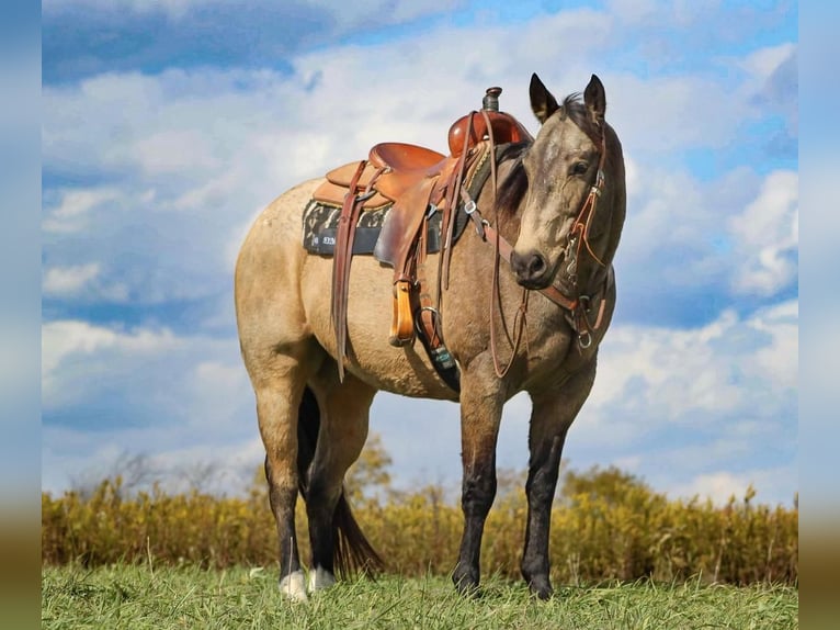 Quarter horse américain Croisé Hongre 12 Ans 157 cm in Clarion, PA