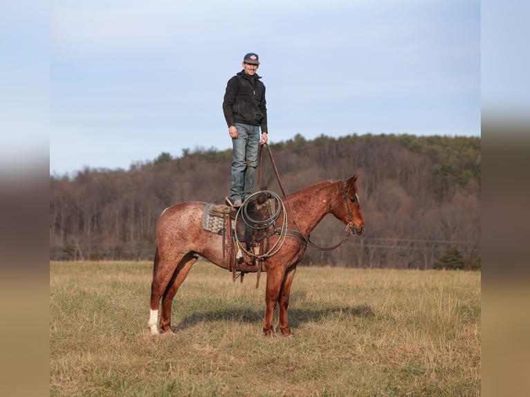 Quarter horse américain Hongre 12 Ans 157 cm Rouan Rouge in Berea