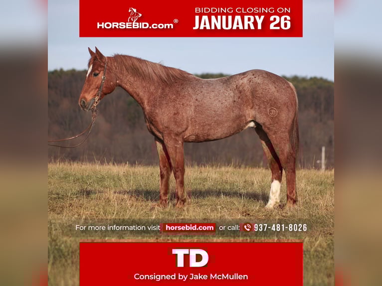 Quarter horse américain Hongre 12 Ans 157 cm Rouan Rouge in Berea