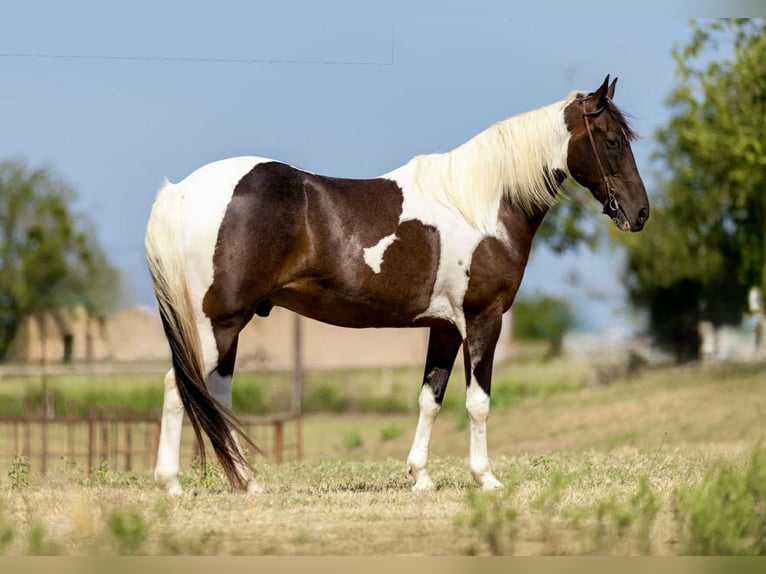 Quarter horse américain Hongre 12 Ans 157 cm Tobiano-toutes couleurs in Weatherford TX