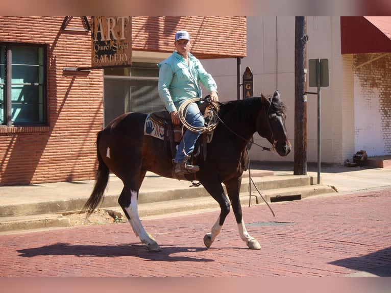 Quarter horse américain Hongre 12 Ans 157 cm Tobiano-toutes couleurs in Rusk TX