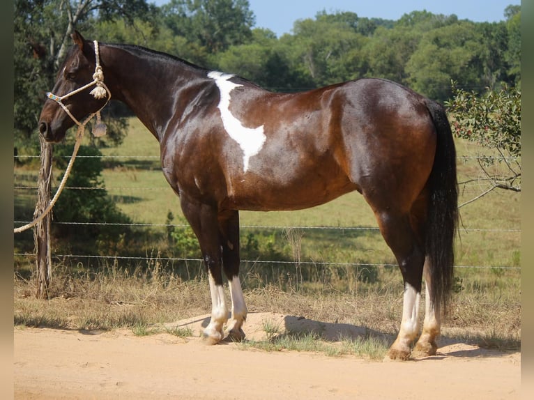 Quarter horse américain Hongre 12 Ans 157 cm Tobiano-toutes couleurs in Rusk TX