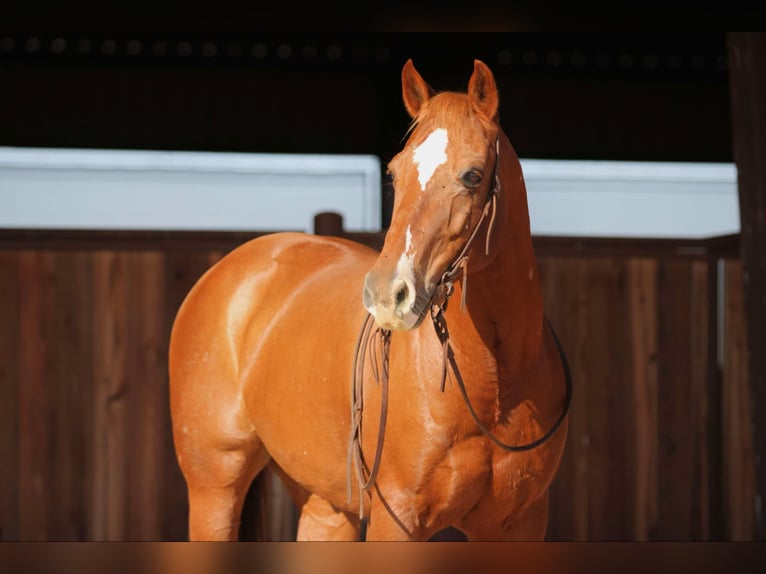 Quarter horse américain Hongre 12 Ans 160 cm Alezan cuivré in Lipan TX