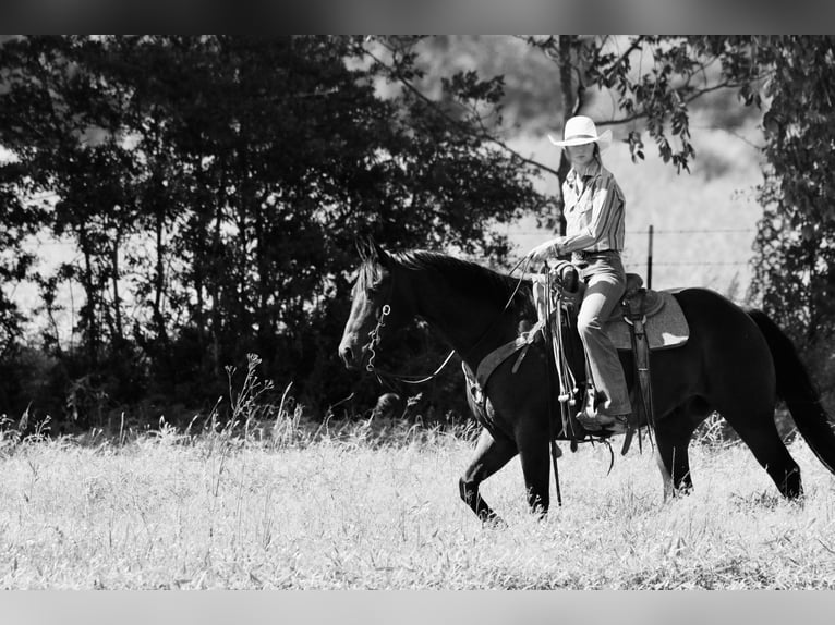 Quarter horse américain Hongre 12 Ans 160 cm Bai cerise in Carthage