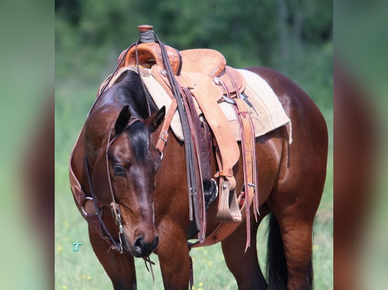 Quarter horse américain Hongre 12 Ans 160 cm Bai cerise in Carthage