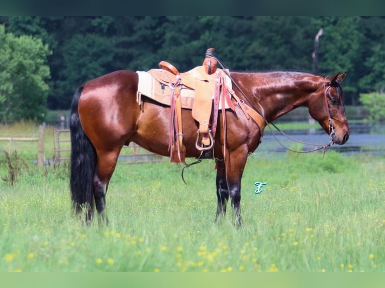 Quarter horse américain Hongre 12 Ans 160 cm Bai cerise in Carthage