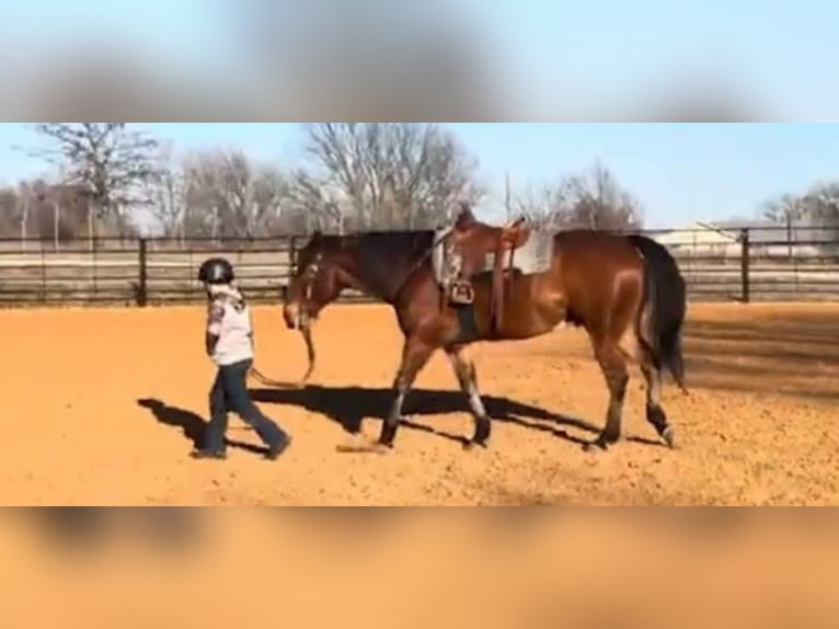Quarter horse américain Hongre 12 Ans 160 cm Bai cerise in Weatherford TX