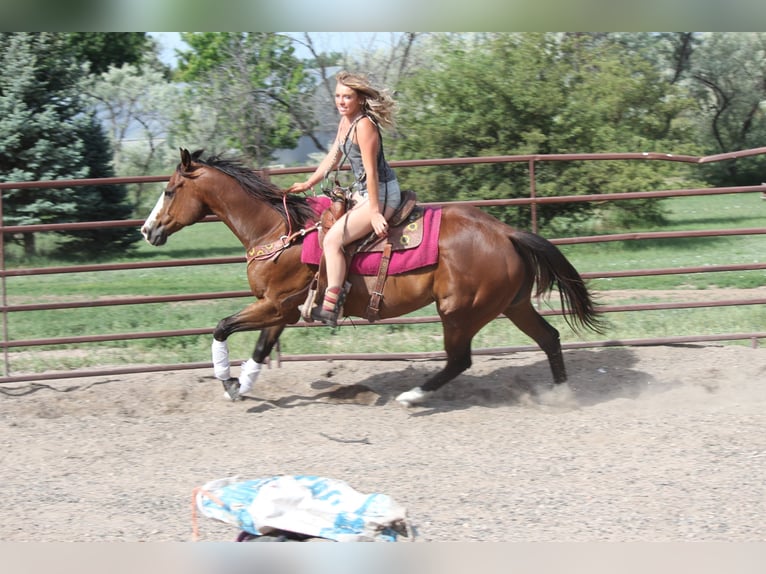 Quarter horse américain Hongre 12 Ans 160 cm Bai cerise in Fort Collins