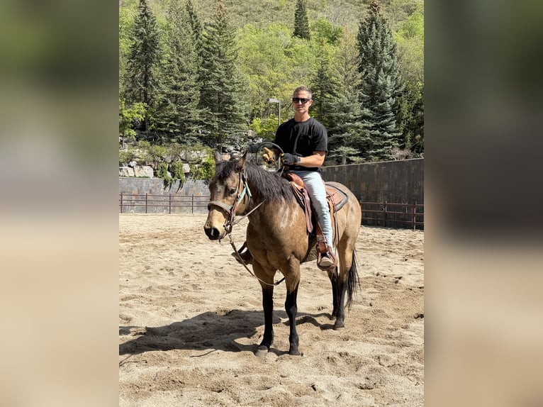 Quarter horse américain Hongre 12 Ans 160 cm Buckskin in Sandy