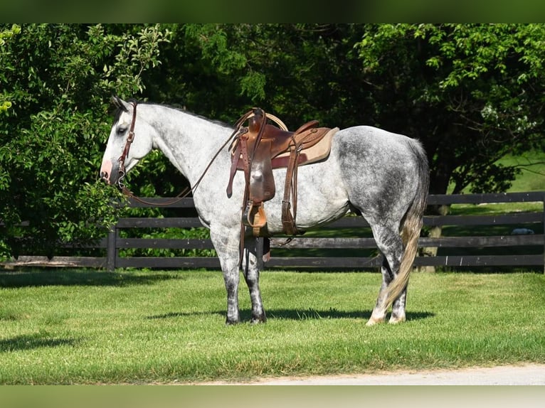 Quarter horse américain Hongre 12 Ans 160 cm Gris pommelé in Waco TX