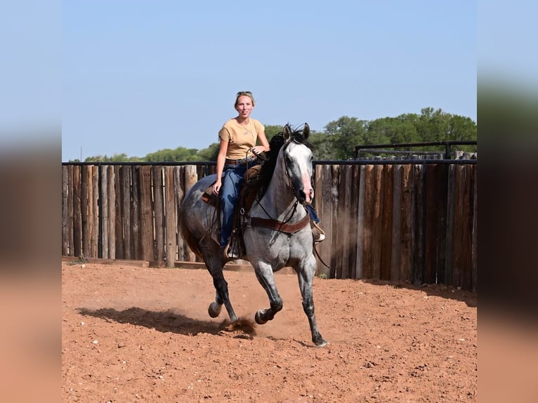 Quarter horse américain Hongre 12 Ans 160 cm Gris pommelé in Waco TX