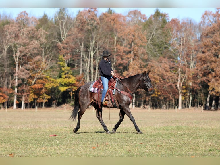 Quarter horse américain Hongre 12 Ans 160 cm Roan-Bay in Clarion