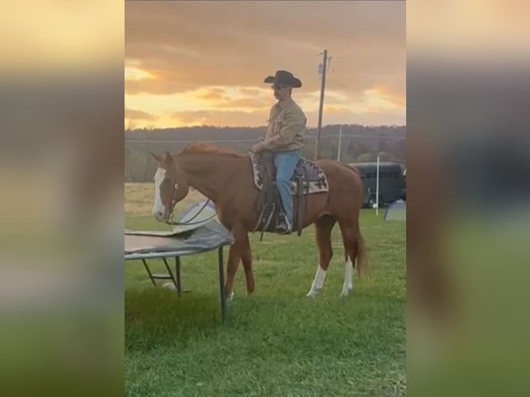 Quarter horse américain Hongre 12 Ans 163 cm Alezan brûlé in Chambersburg