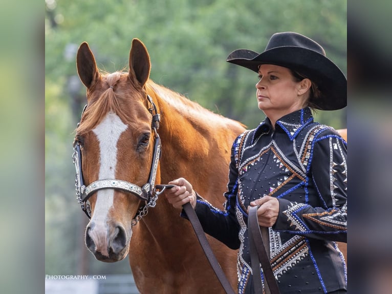 Quarter horse américain Hongre 12 Ans 163 cm Alezan cuivré in Rochester