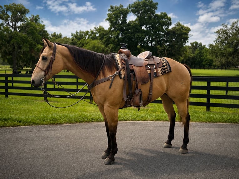 Quarter horse américain Hongre 12 Ans 163 cm Buckskin in Oxford
