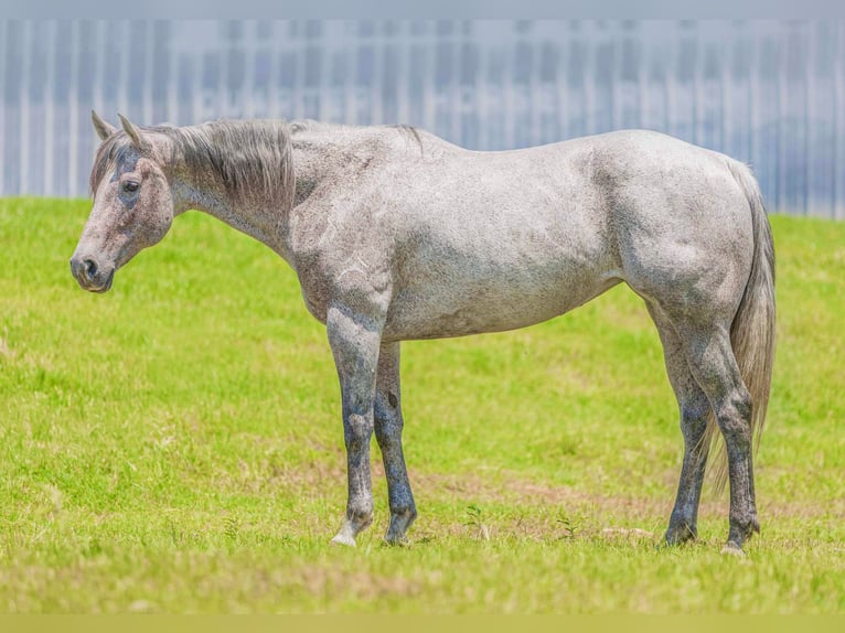 Quarter horse américain Hongre 12 Ans 163 cm Gris in Weatherford TX