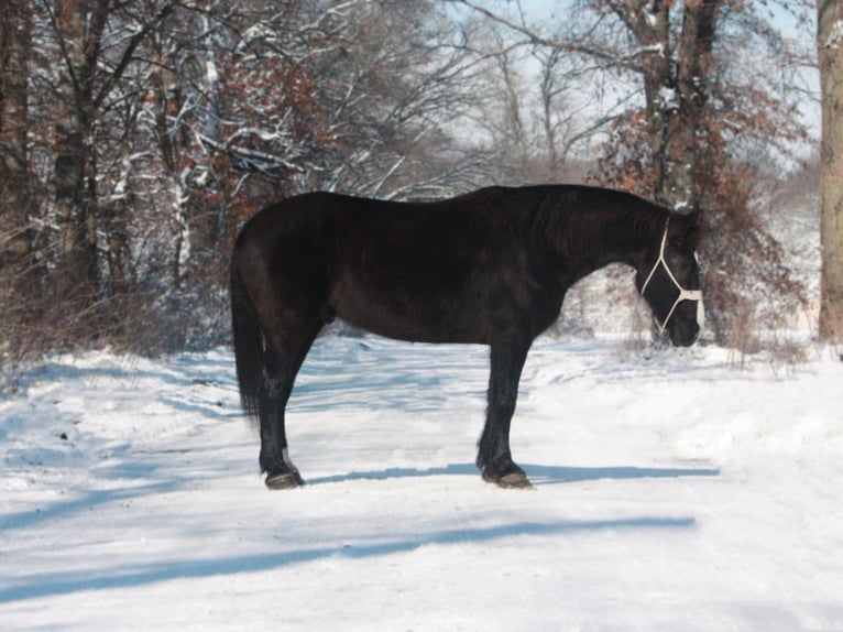 Quarter horse américain Hongre 12 Ans 163 cm Noir in Walkerton, IN